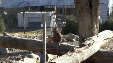 Monkey is sitting on chopped tree and eating pumpkin, on industrial background. Stock-Footage 257836784