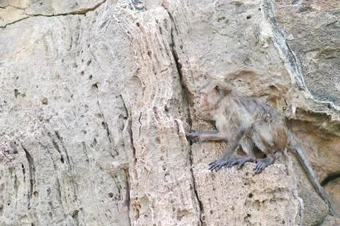 Monkey sitting on a cliff face Stock Photos