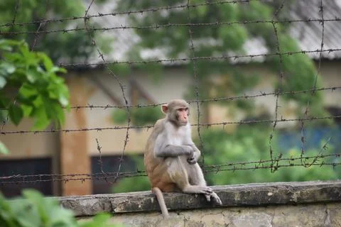 Monkey sitting on compound wall Stock Photos