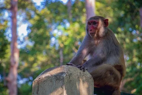 A monkey sitting on a concrete puller Foto stock