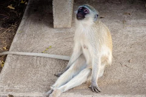Monkey sitting down and looking up Stock Photos