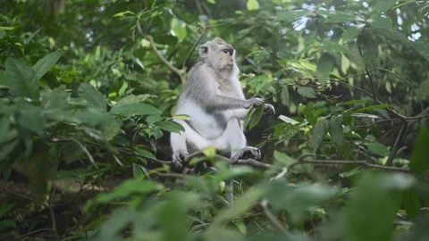Monkey is sitting down on small branch of tree Vidéo 338404733
