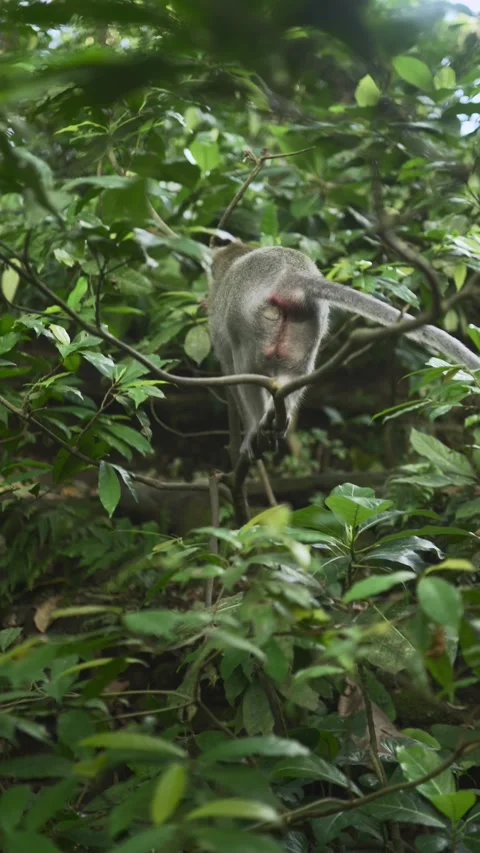 Monkey is sitting down on small branch of tree Vidéo 338407325
