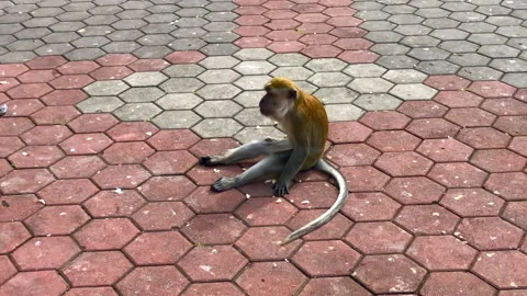Monkey sitting down while eating. Batu Caves. Kuala Lumpur, Malaysia. Stock Footage 239157188