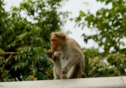 Monkey sitting on the edge of a bridge and eating a banana Stock Photos
