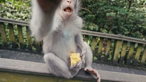 Monkey sitting on a fence eating corn in the Monkey Forest, Ubud, Bali, Stock Footage 271467739