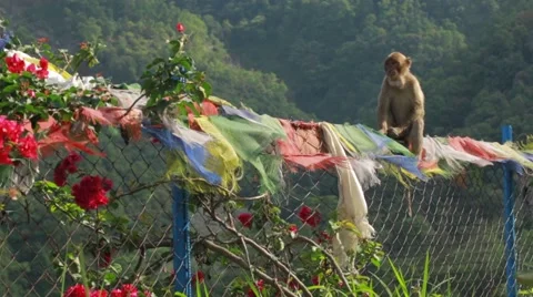 Monkey sitting on fence Stock Footage 62923827