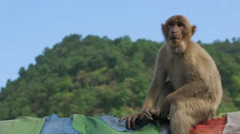 Monkey sitting on fence Stock Footage 62923832