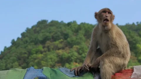 Monkey sitting on fence Stock Footage 62923840