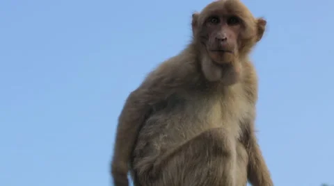 Monkey sitting on fence Stock Footage 62923841