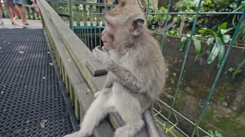 Monkey sitting on a fence in the Monkey Forest, Ubud, Bali, Indonesia. Stock Footage 271463047