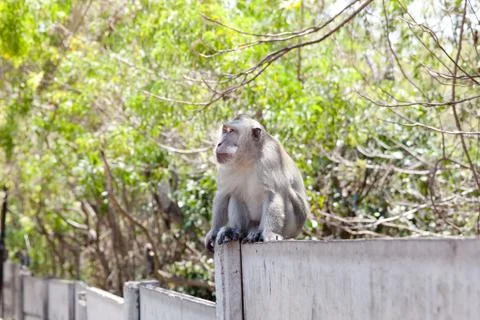 Monkey sitting on the fence. Stock Photos
