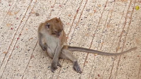 Monkey Sitting On the Floor and Scratching Itchy. Stock Footage 306942909