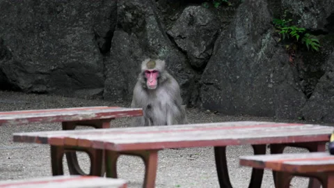 Monkey sitting Stock Footage 162242586