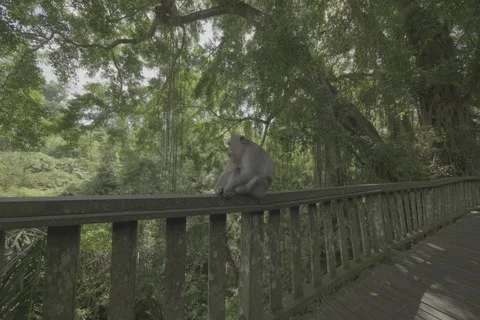 Monkey Sitting Stock-Footage 246408080