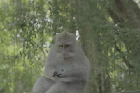 Monkey Sitting Stock-Footage 246408081