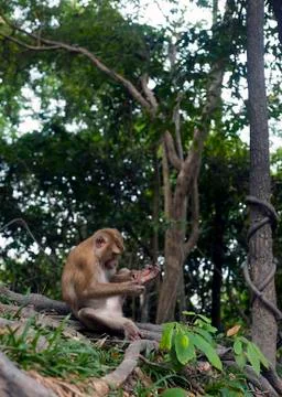 Monkey sitting in forest. Macaque cleaning Foto stock