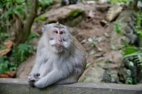 Monkey sitting in the forest of monkeys.close up. Portrait of a monkey. Stock Photos
