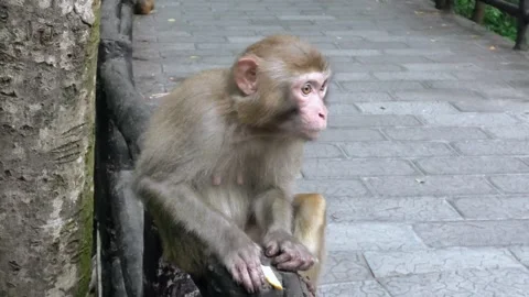 Monkey Sitting on Forest Path in Zhangjiajie National Park Enjoying a Fresh Stock Footage 316730108