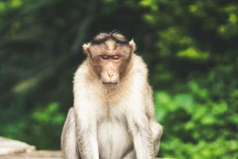 Monkey sitting in the forest  Stock Photos