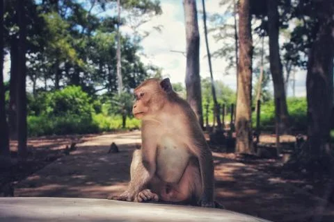Monkey sitting on the front of the car in the wild. Stock Photos