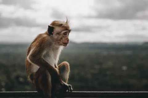 Monkey sitting in front of a landscape looking away Stock Photos