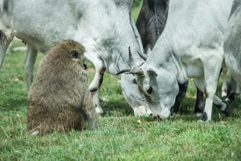 Monkey sitting in front of white cattle on grass Stock Photos