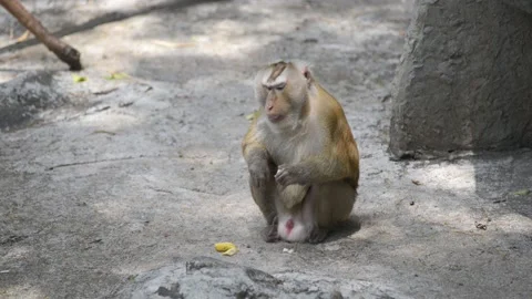 Monkey sitting on the ground and eating fruit Video stock 95175994