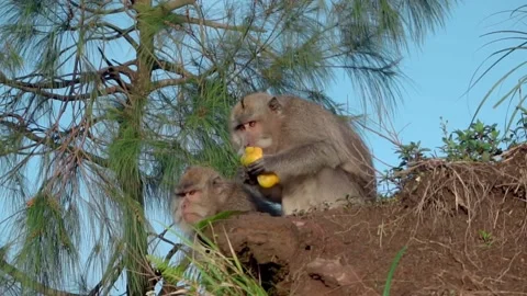 Monkey sitting on the ground and eating fruit in the wild Stock Footage 132095618