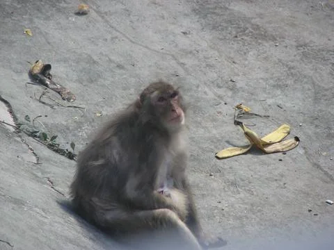 Monkey sitting on the ground and eating banana in the park at russia Stock Photos