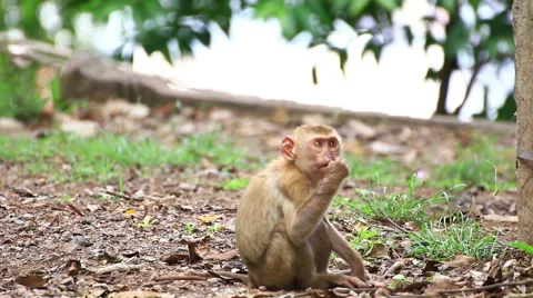 Monkey sitting on the ground. Stock Footage 64067775