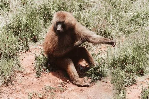 Monkey sitting on the ground in the grass Stock Photos