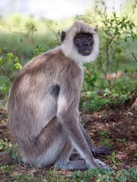 A monkey is sitting on the ground in a grassy area Stock Photos