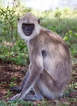 A monkey is sitting on the ground in a grassy area Stock Photos