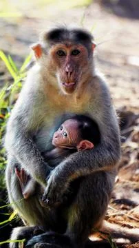 A monkey sitting on the ground with her young baby in her arms Stock Photos