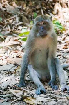 A monkey is sitting on the ground Stock Photos