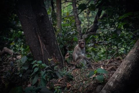 Monkey Sitting On the Ground Stock Photos