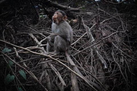 Monkey Sitting On the Ground Stock Photos