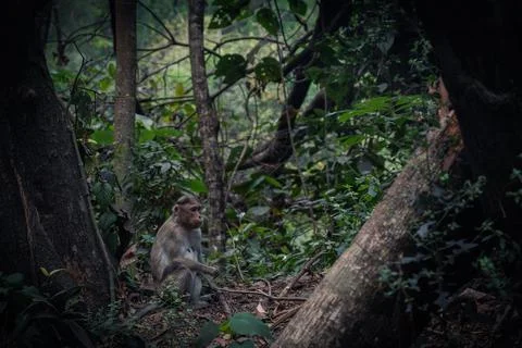 Monkey Sitting On the Ground Stock Photos