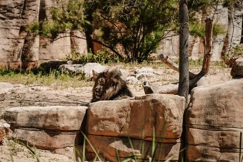 Monkey sitting on the ground in the zoo Stock Photos