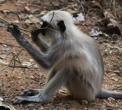 Monkey sitting holding the branch of the tree Stock Photos