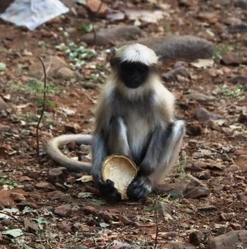 Monkey sitting holding coconut Stock Photos