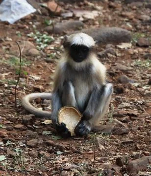 Monkey sitting holding coconut Stock Photos