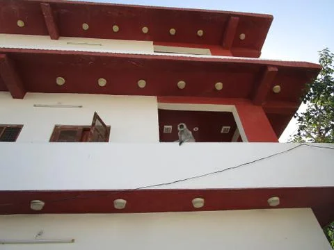 The monkey sitting on house Stock Photos