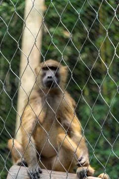 Monkey sitting inside the screen in the zoo Stock Photos