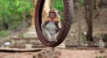 Monkey sitting inside the wheel and eats fruit HD Footage