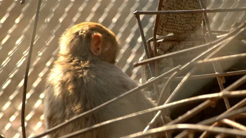 Monkey Sitting Inside Wire Cage With Rusty Rebar Mesh Detail Stockbeeldmateriaal 335146421
