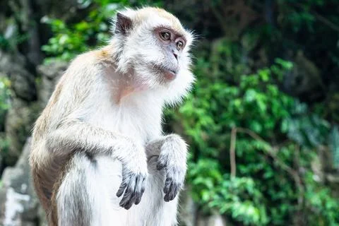 Monkey sitting in jungle of batu caves kuala lumpur malaysia Stock Photos