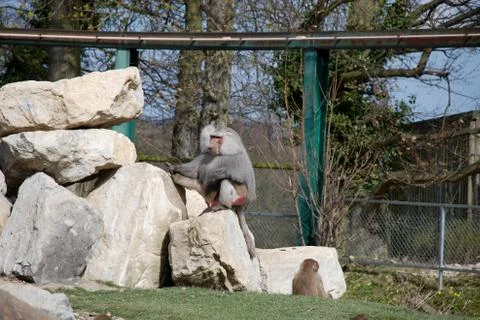 Monkey sitting on a large stone, green grass, summer Stock Photos