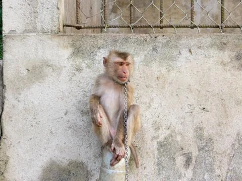 Monkey sitting on a leash Stock Photos
